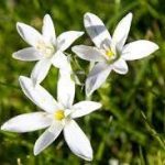 Fleurs de Bach - Naturopathe Paris 11 - Karine Vanpoperinghe